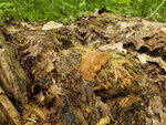 0_ae44b_cff36550_S.jpg