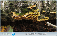 0_112210_be6e8042_orig.png