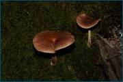 0_d23cc_d20171df_orig.jpg