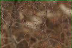 0_10389e_fa985c91_orig.png