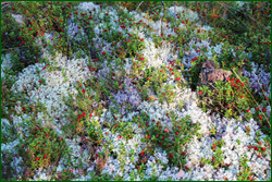 0_10b57f_42bb149d_orig.png