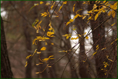 0_1038e0_7c1bcd72_orig.png