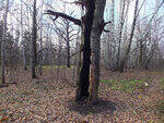 0_ccf2e_554bebdb_S.jpg
