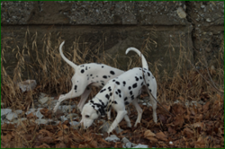 0_df036_b03d1131_orig.png