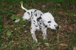 0_d8b7f_d8703d00_orig.png