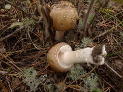 0_d2111_9e24ac16_M.jpg