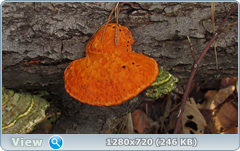 0_fc40f_82077e37_orig.png