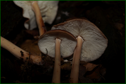 0_d95f3_492c2477_orig.png