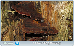 0_fc325_a9ac1260_orig.png
