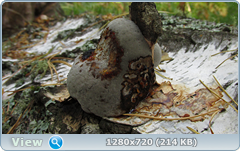 0_fc5f4_c0994e95_orig.png