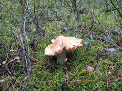 0_cc878_bd035270_M.jpg