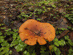 0_cff87_439e36e0_S.jpg