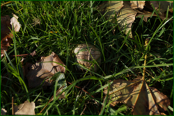 0_db37b_f072a4f2_orig.png
