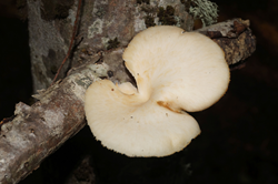 0_d898d_91386f64_orig.png