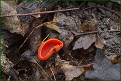 0_104f01_f7f20b04_orig.png