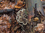 0_cf759_240e9a8b_S.jpg