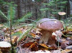 0_8621c_374a86f9_M.jpg