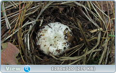 0_e935d_1b72d298_orig.png