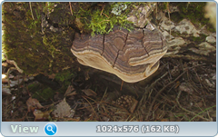 0_1375df_d87cf516_orig.png