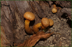 0_d8b8b_12ca1689_orig.png