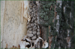 0_111937_d8089267_orig.png