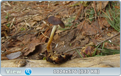 0_137acc_626160f8_orig.png