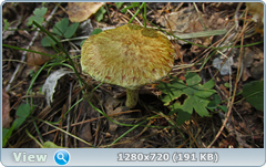 0_fb8be_95171b4c_orig.png