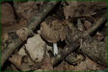 0_fc6f5_a6148529_orig.jpg