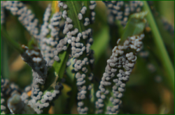 0_e56d6_7123357b_orig.png