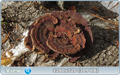 0_10200a_70aaf1e9_orig.png