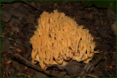 0_e4475_7a802507_orig.png