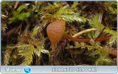 0_f4fe1_997aa589_orig.png