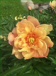 0_126466_7383912_orig.jpg