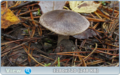 0_f2770_bb1b82ea_orig.png