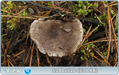 0_f277c_3170b97a_orig.png