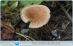 0_e949e_38988ad7_orig.png