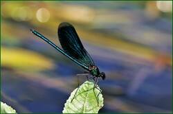 0_149384_96627996_orig.jpg