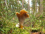 0_cbdbb_24483803_S.jpg