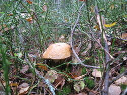 0_cbe30_d07d5957_M.jpg