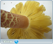 0_13054f_3c16ae0a_orig.png
