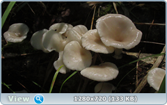 0_10aa38_93a0bab5_orig.png