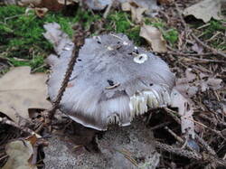 0_f2823_130bd6fd_M.jpg