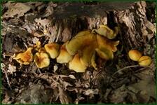 0_f6227_2203eac1_orig.jpg