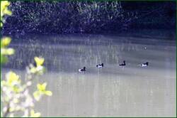 0_140962_77d312cc_orig.jpg