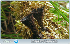 0_1260fa_5971aee5_orig.png