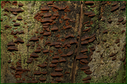 0_d9445_da8b71d_orig.png