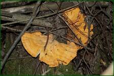 0_f6a97_38f648bc_orig.jpg