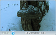 0_11b112_45e0ada3_orig.png
