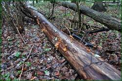 0_153b37_300e9554_orig.jpg