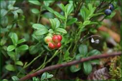 0_1291cd_5f105277_orig.jpg